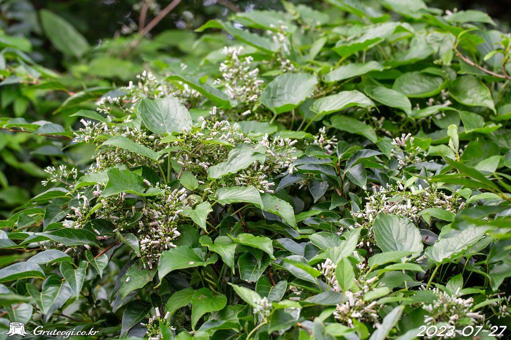Paederia foetida flower