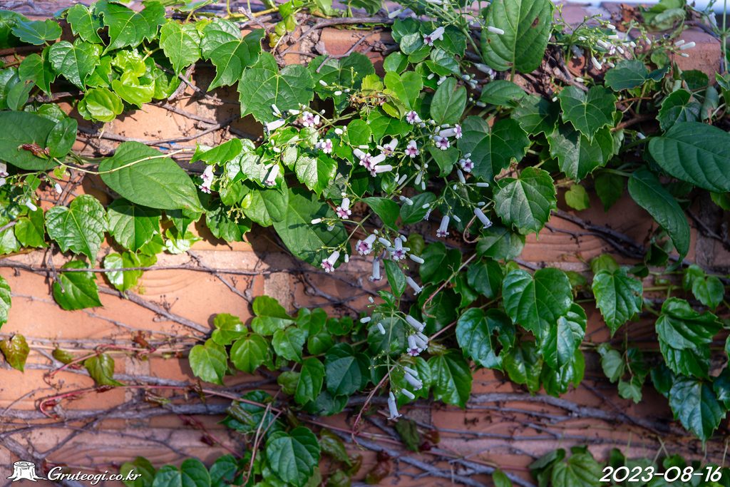 Paederia foetida flower