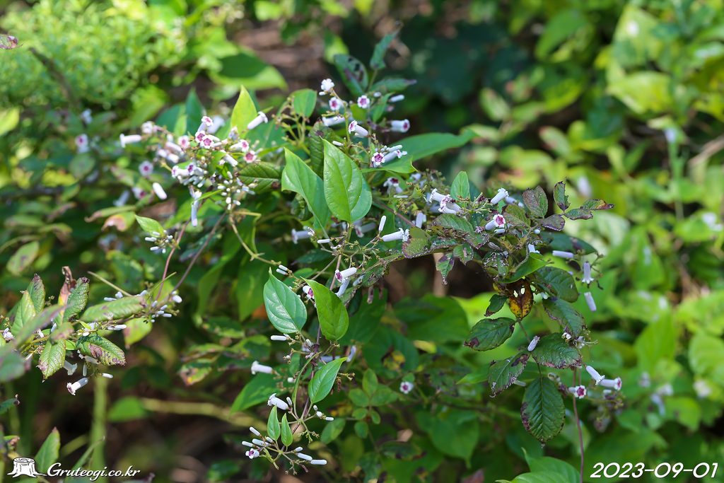 Paederia foetida flower