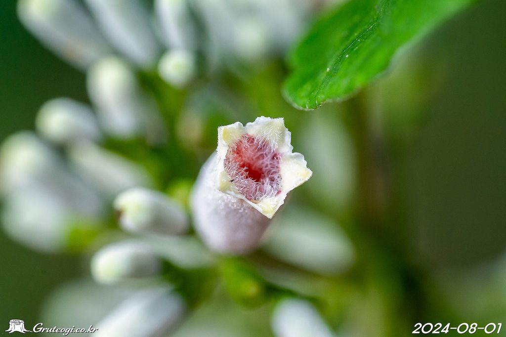 Paederia foetida flower