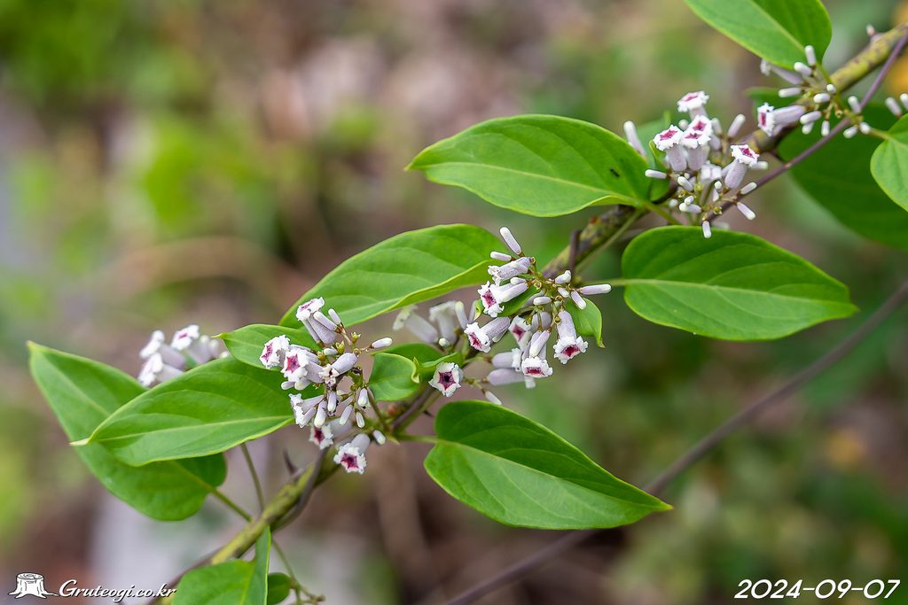 Paederia foetida flower