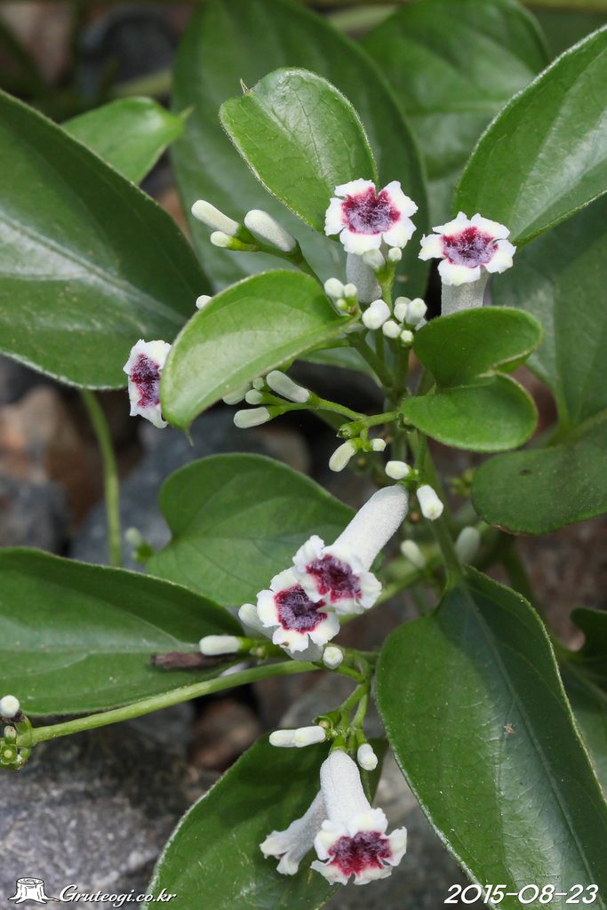 Paederia foetida flower