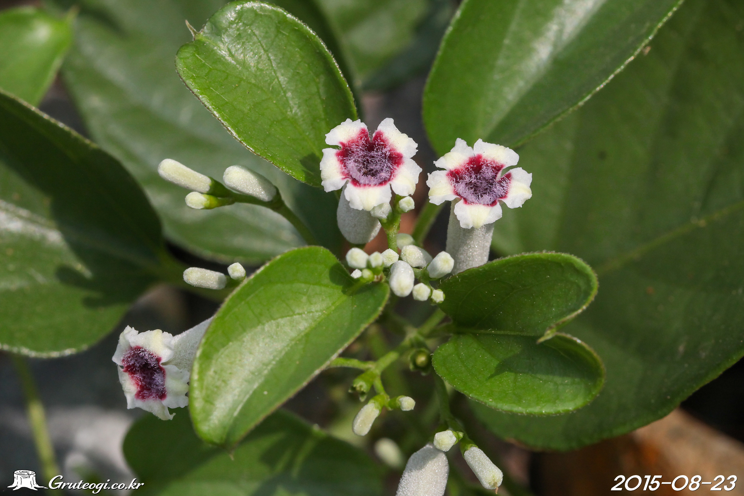 계요등 Paederia foetida L.