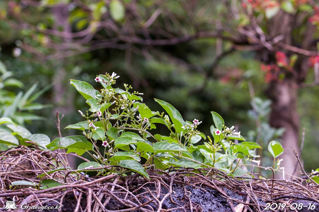 Paederia foetida flower