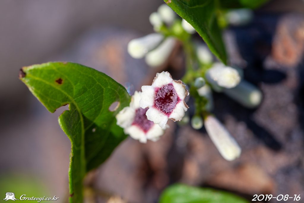 Paederia foetida flower