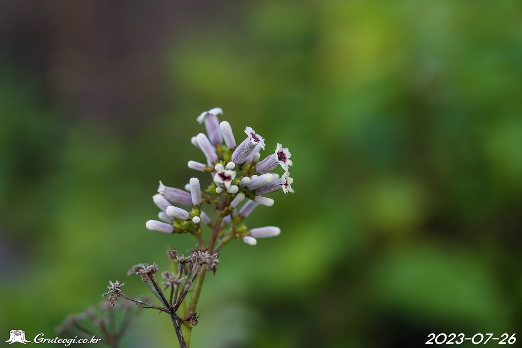 Paederia foetida flower main