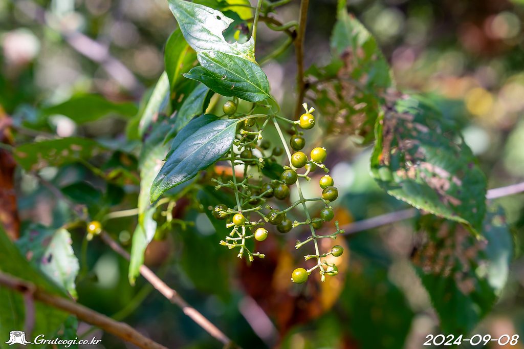 Paederia foetida fruit