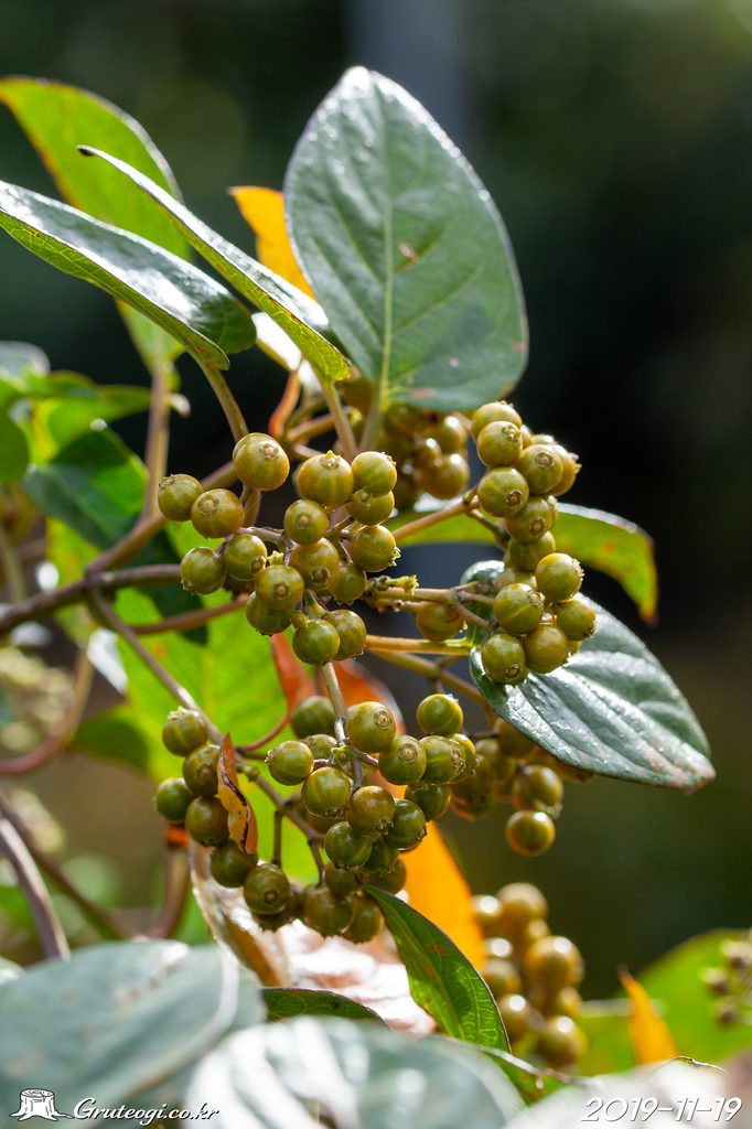 Paederia foetida fruit