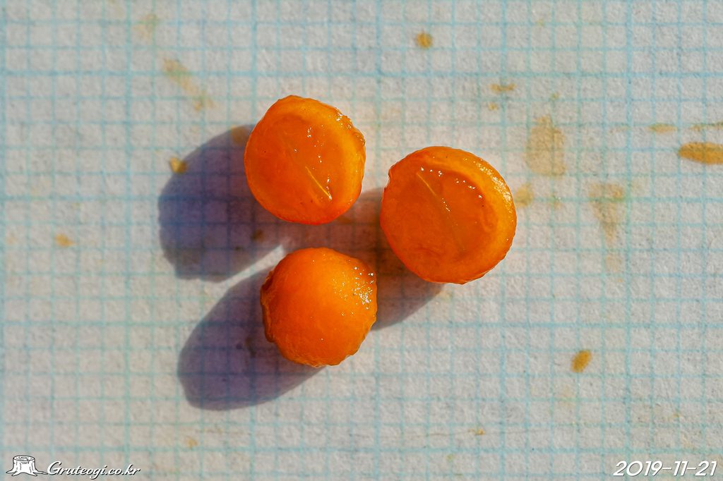 Paederia foetida fruit