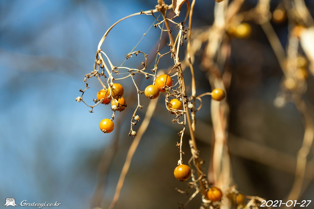 Paederia foetida fruit