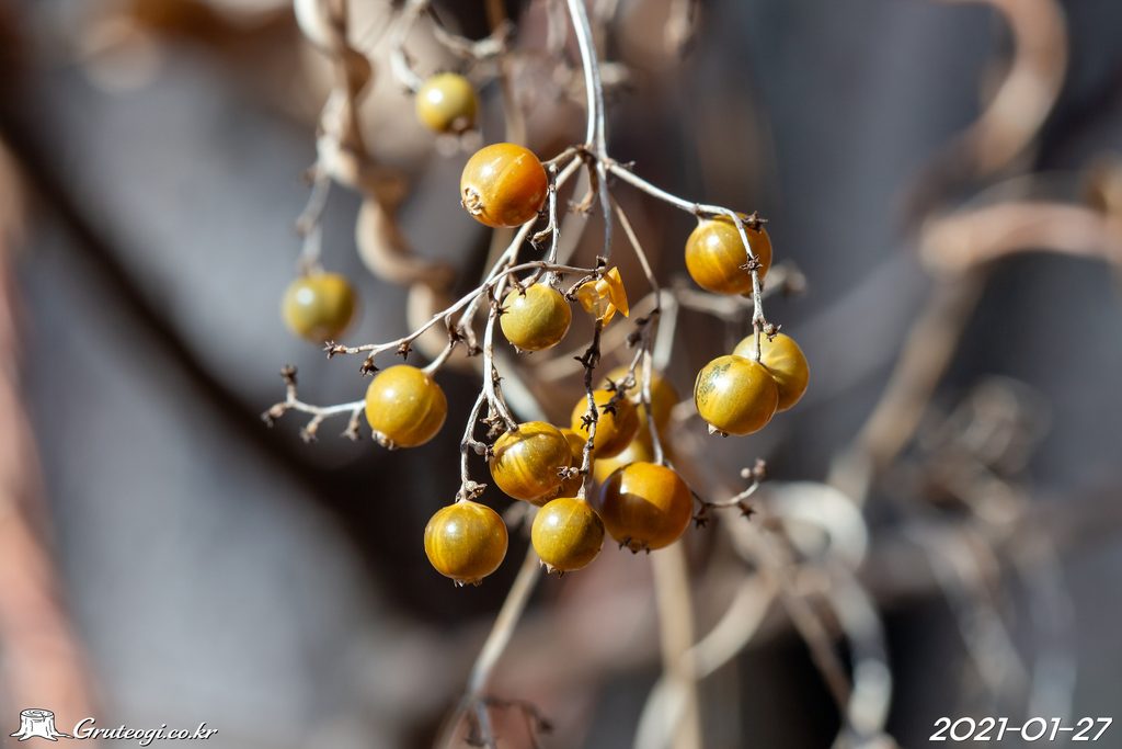 Paederia foetida fruit