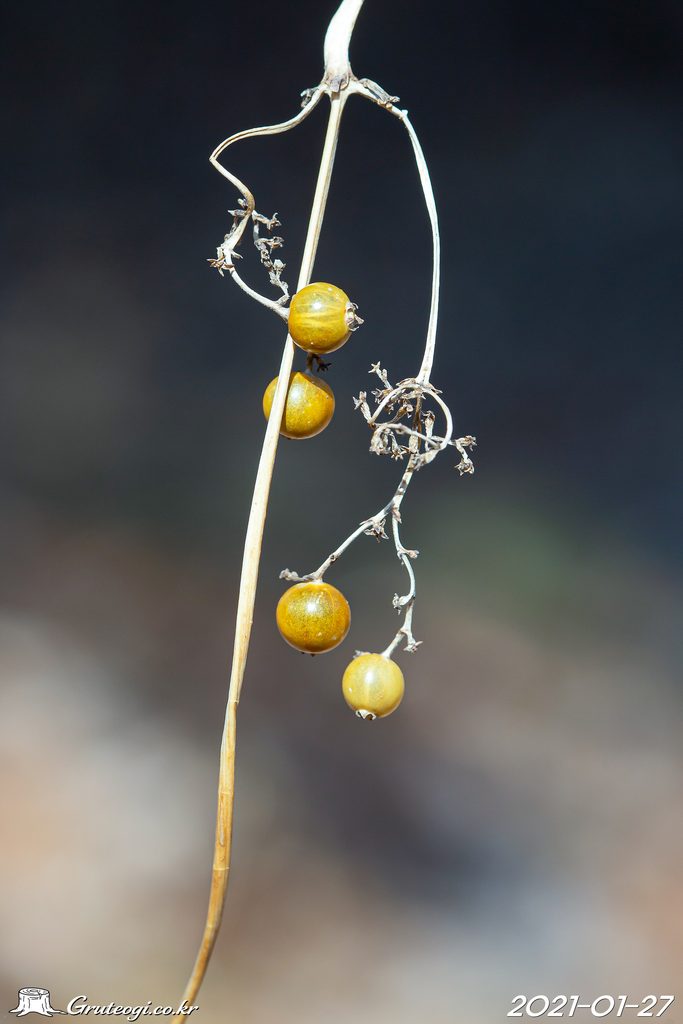 Paederia foetida fruit