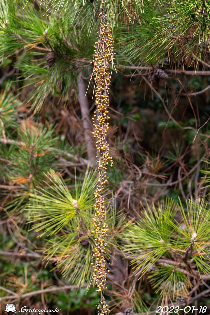 Paederia foetida fruit