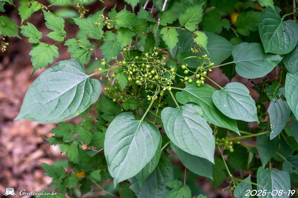 Paederia foetida fruit