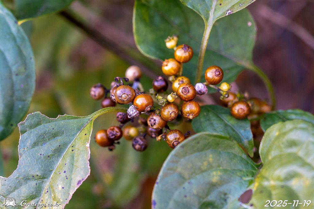 Paederia foetida fruit