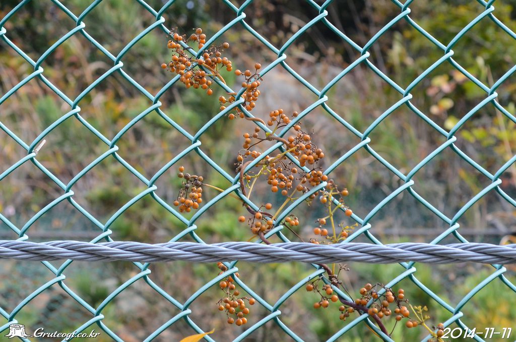 Paederia foetida fruit