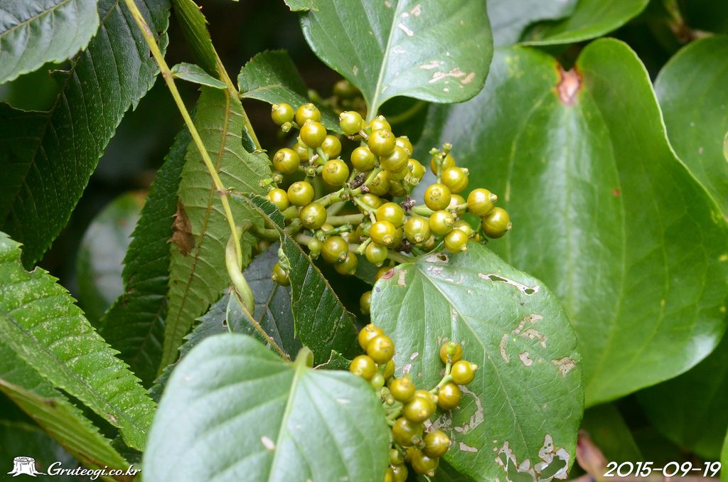 Paederia foetida fruit