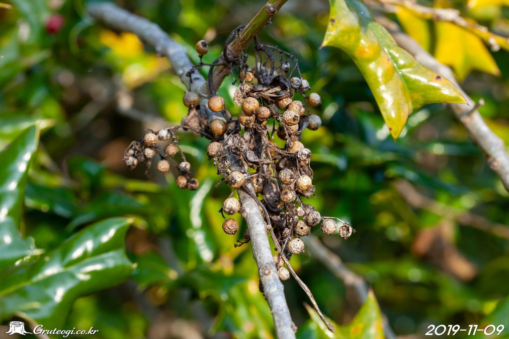 Paederia foetida fruit