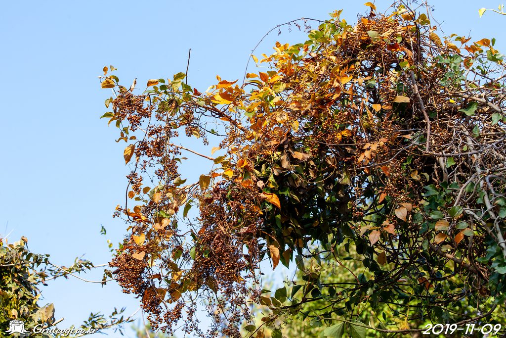 Paederia foetida fruit