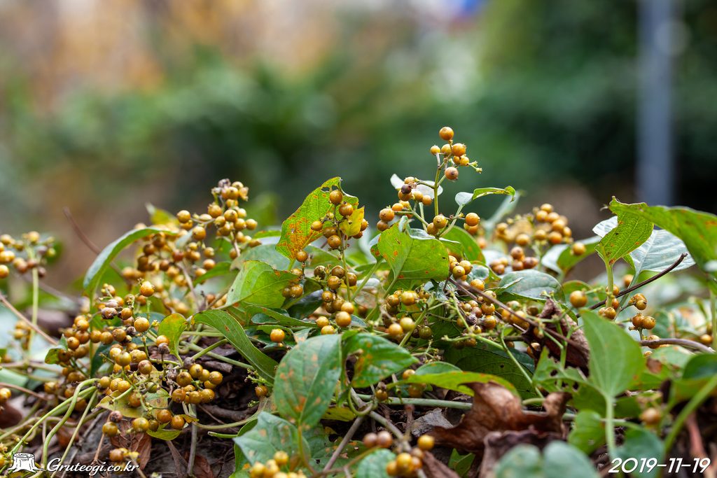 Paederia foetida fruit