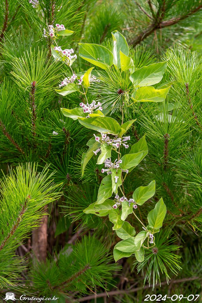 Paederia foetida habit