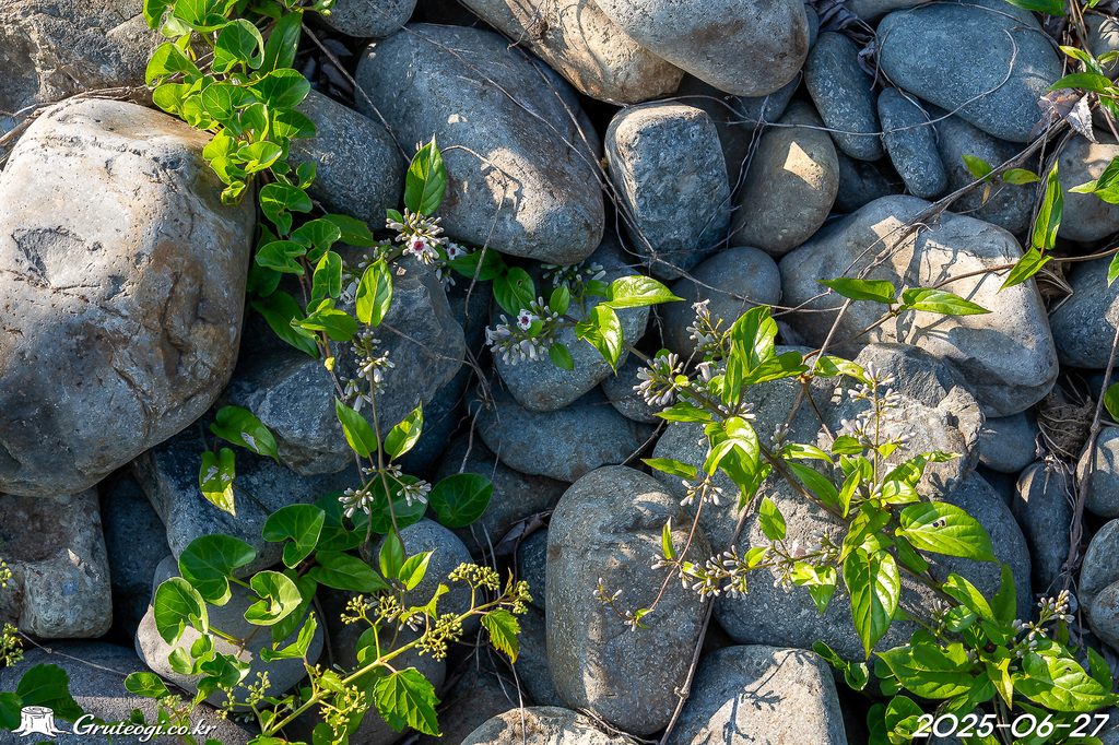 Paederia foetida habit