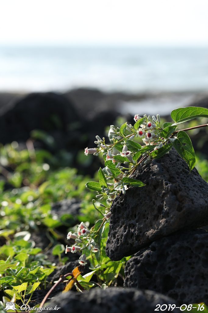 Paederia foetida habit