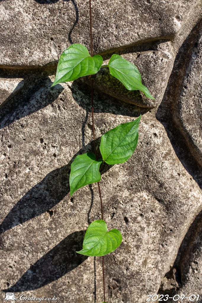 Paederia foetida leaf