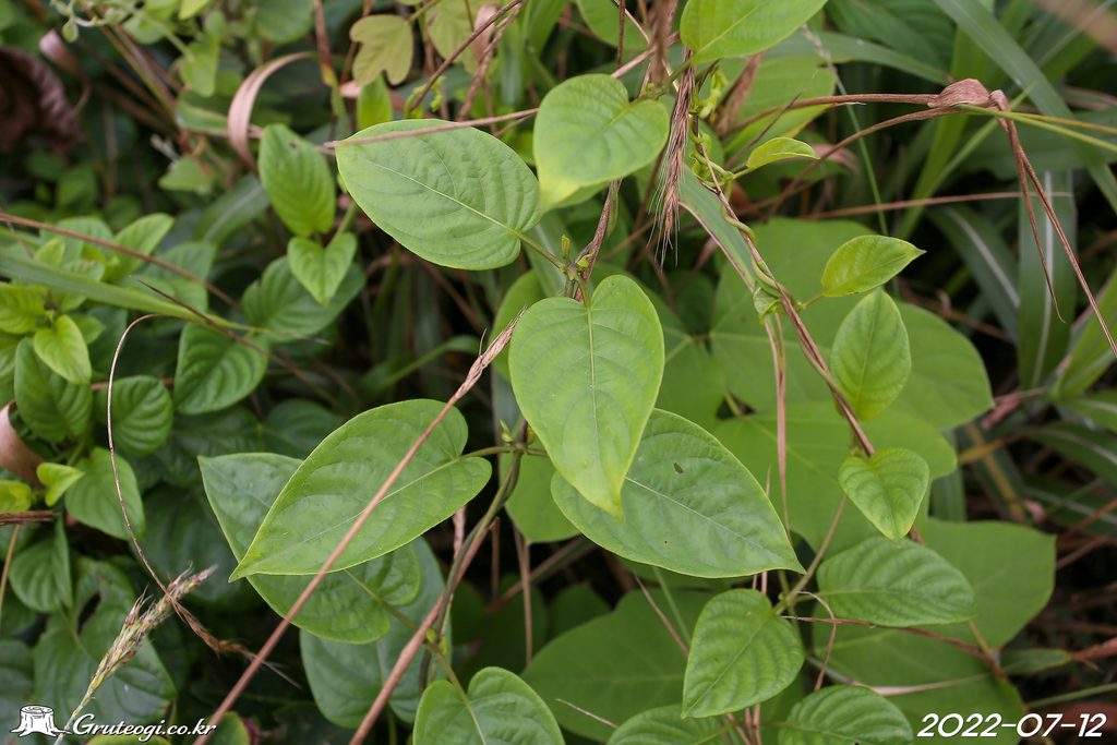 Paederia foetida leaf