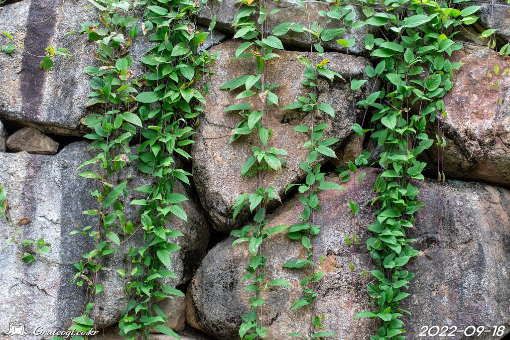 Paederia foetida leaf