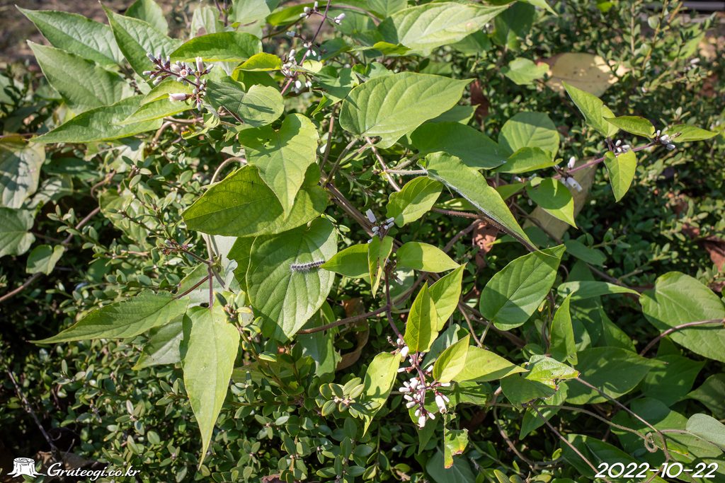 Paederia foetida leaf