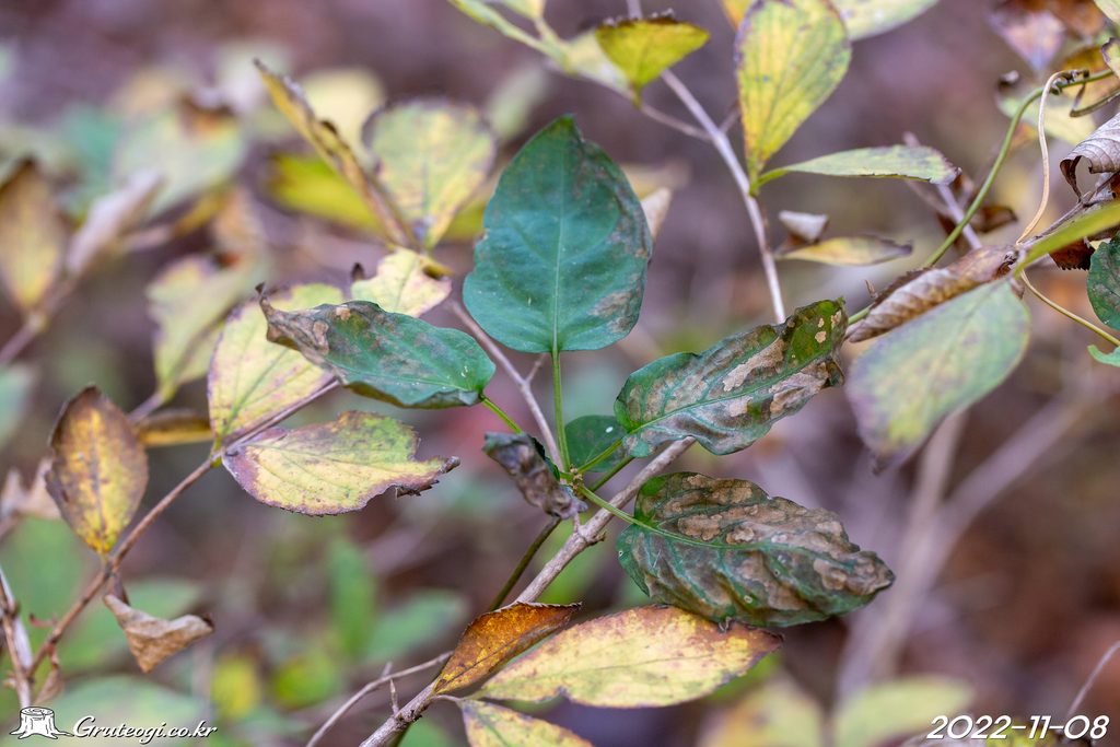 Paederia foetida leaf