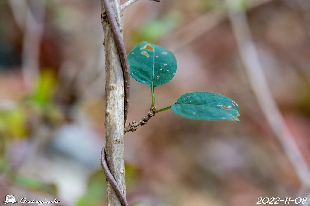 Paederia foetida leaf