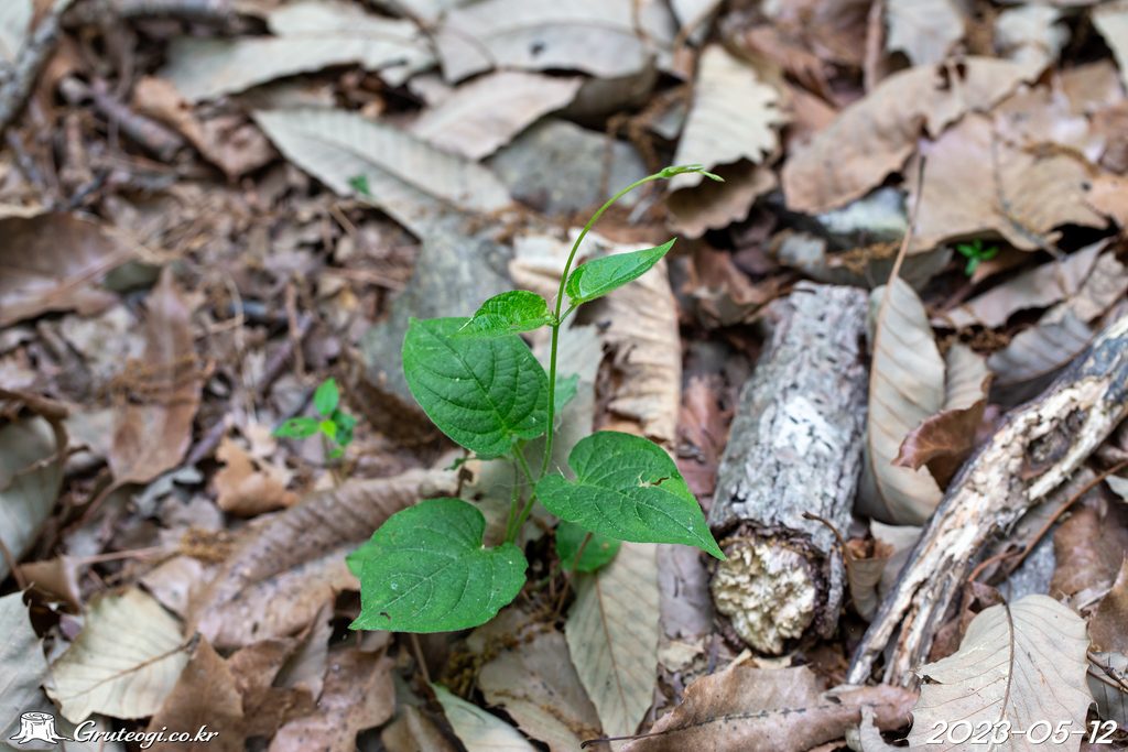 Paederia foetida leaf