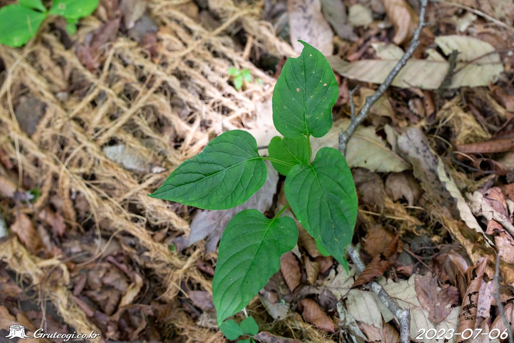 Paederia foetida leaf