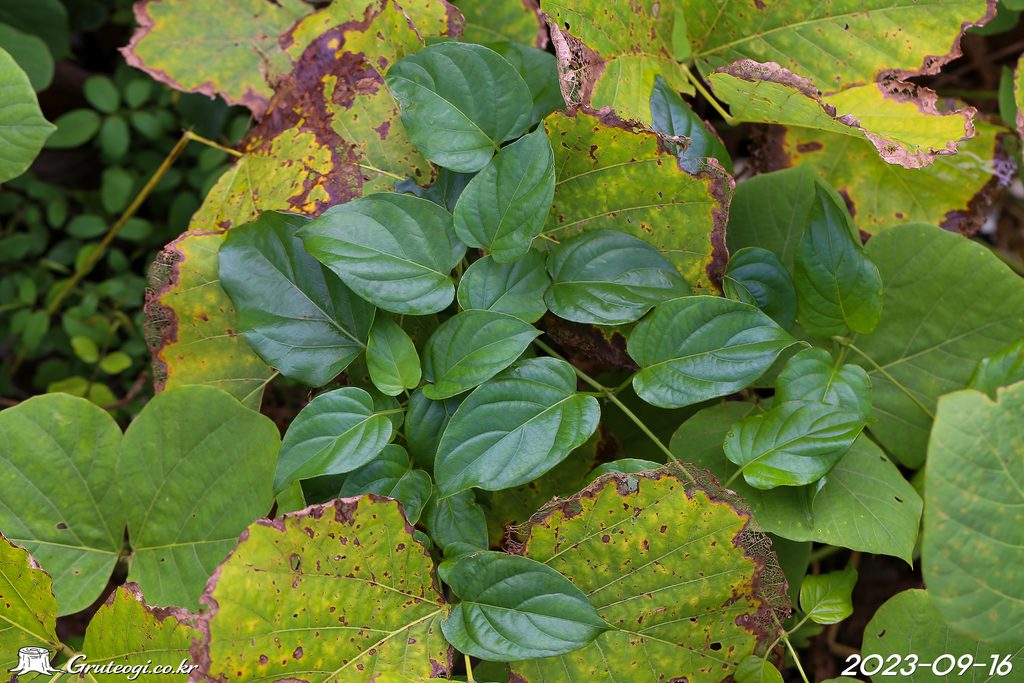 Paederia foetida leaf