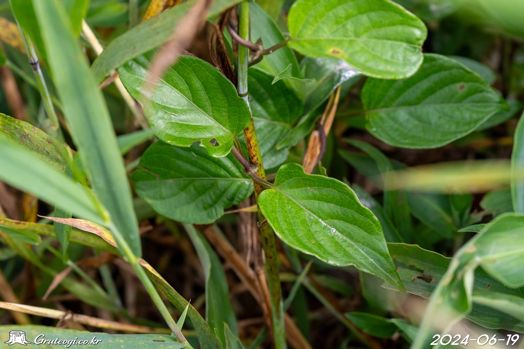 Paederia foetida leaf