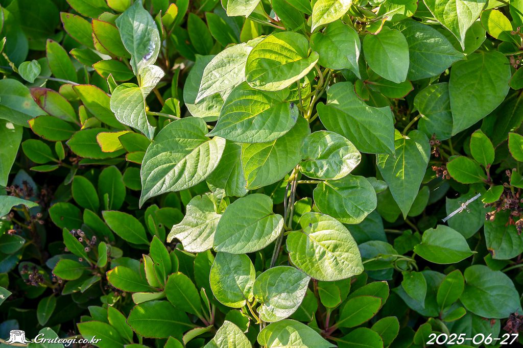 Paederia foetida leaf