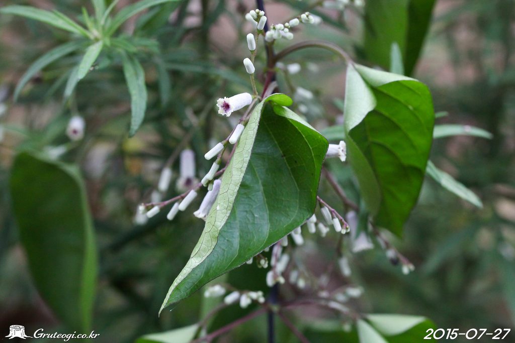 Paederia foetida leaf