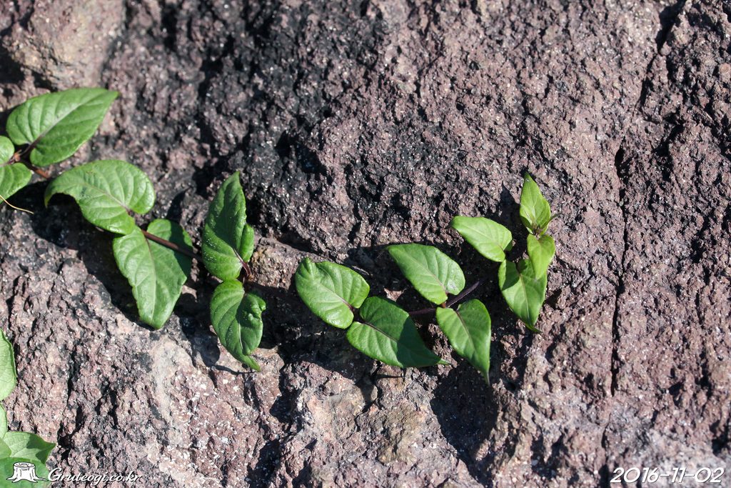 Paederia foetida leaf