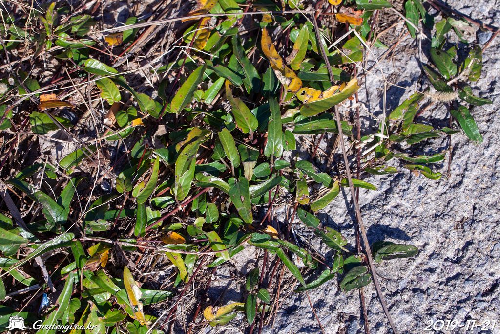 Paederia foetida leaf