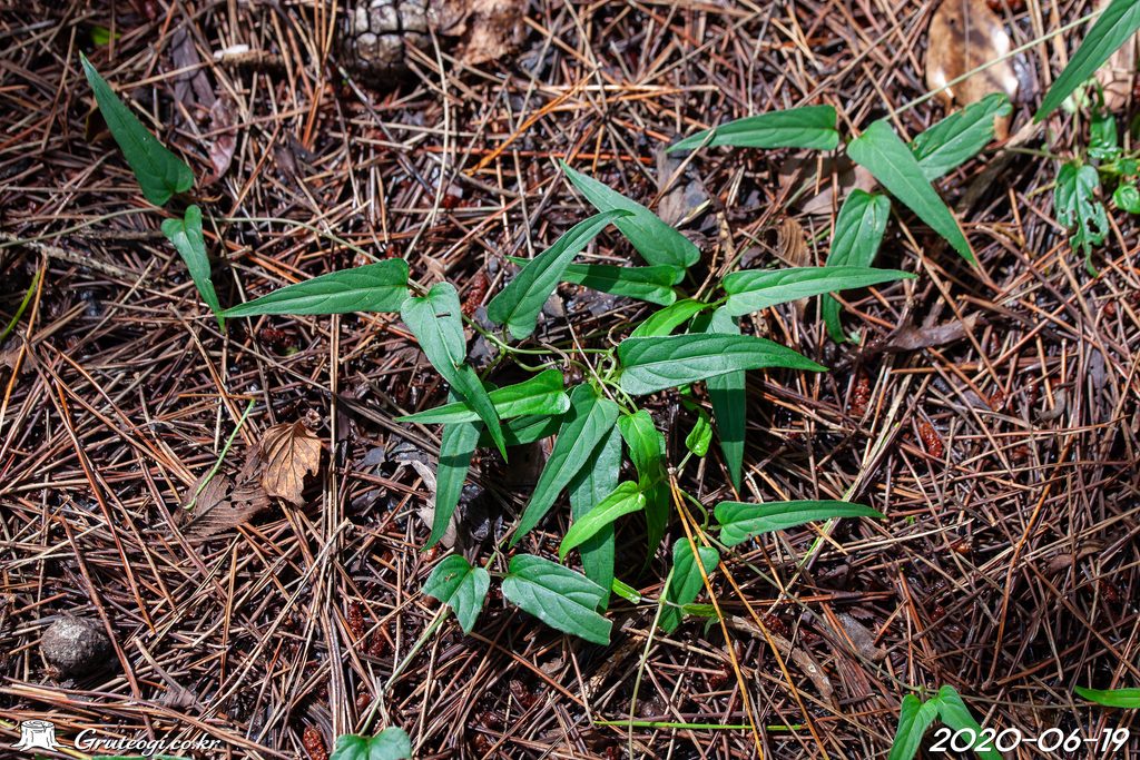Paederia foetida leaf