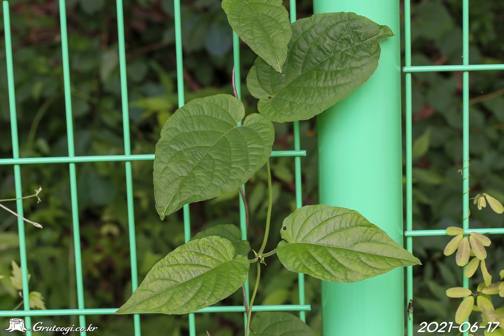 Paederia foetida leaf