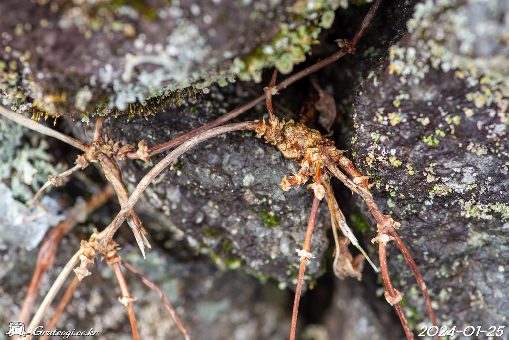 Paederia foetida stem