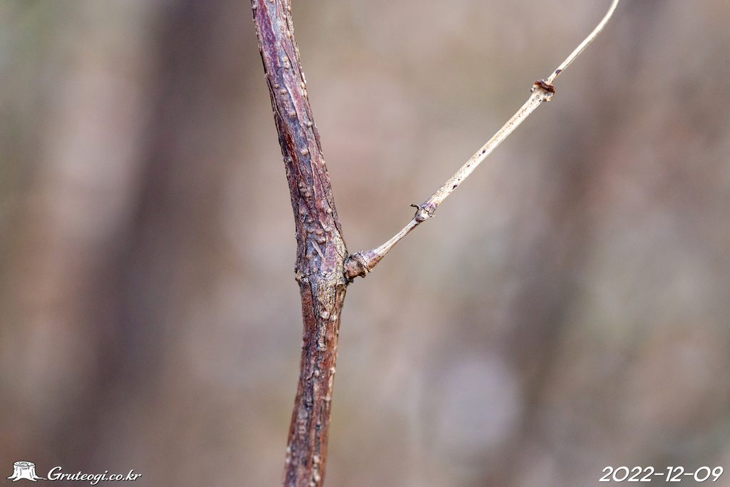 Paederia foetida stem