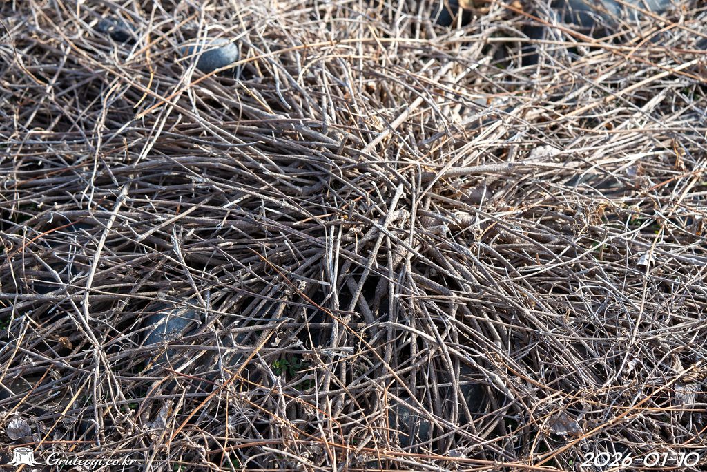 Paederia foetida stem