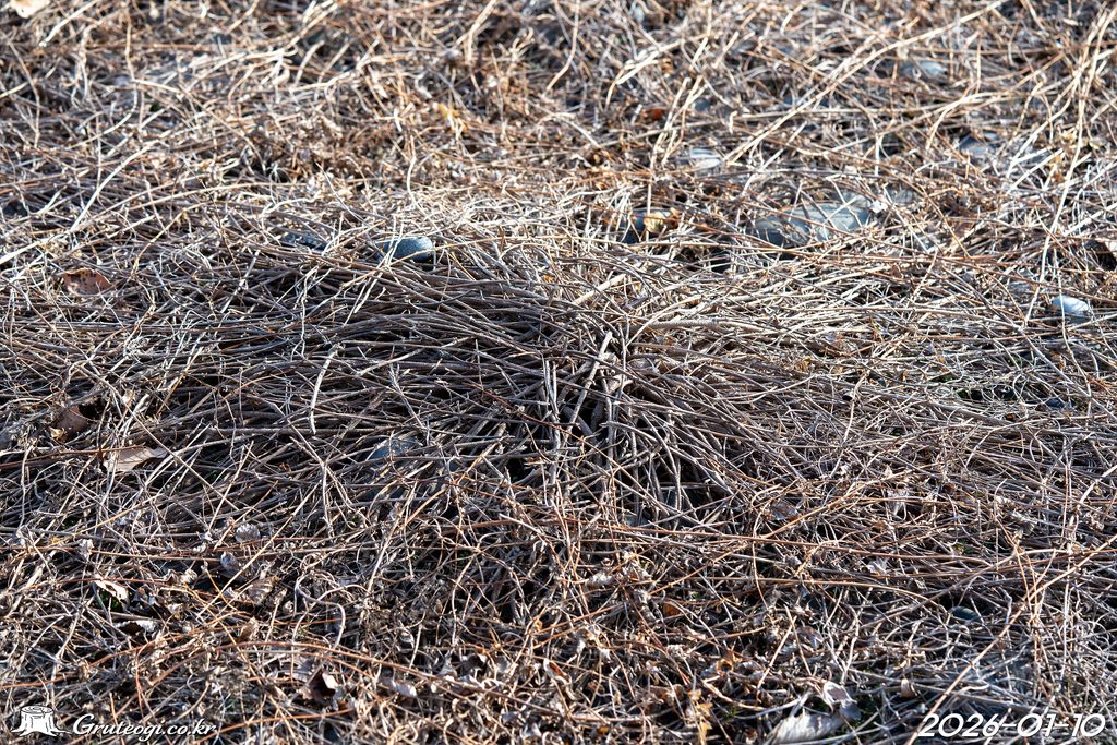 Paederia foetida stem