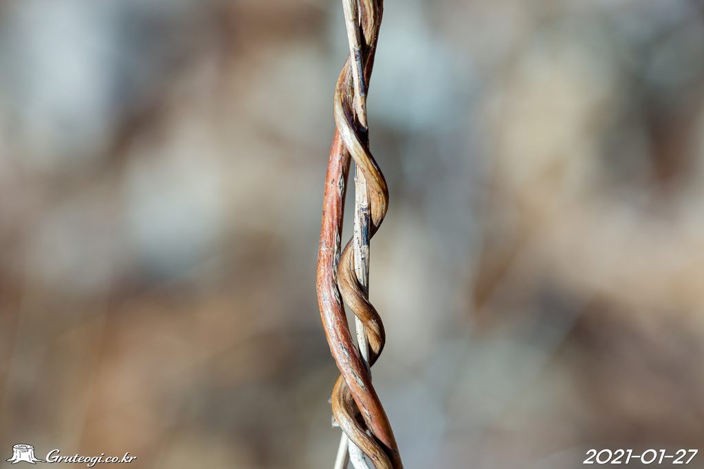 Paederia foetida stem