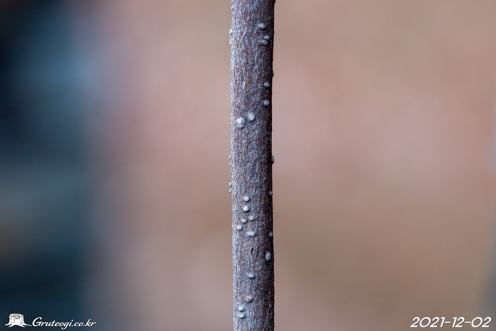 Paederia foetida stem