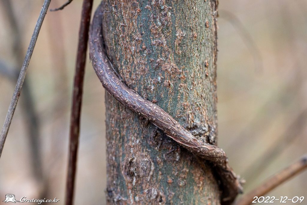 Paederia foetida stem